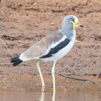 White-crowned Lapwing